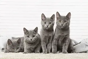 310118: Group of four Chartreux kittens indoors