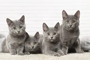 310118: Group of four Chartreux kittens indoors