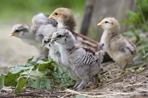 Farmyards: Group of chicks Niederbruck France