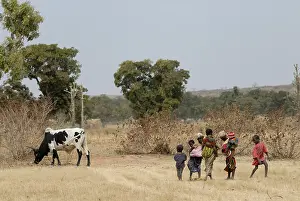 Mali: Group of children near a cow Domona Mali