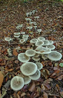 Cover: Group of Clouded agaric or Clouded funnel, Clitocybe
