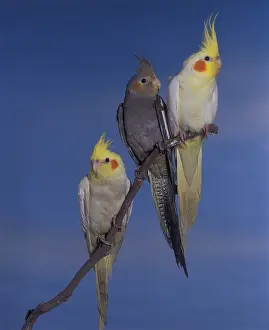 Nymphicus: Group of Cockatiels