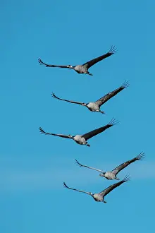 Vastergotland: Group Common cranee (grus grus) flying in front