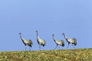 Cranes: Group of four common cranes, Eurasian crane (Grus