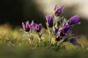 Pasque: group of Common Pasque Flower (Pusatilla vulgaris)