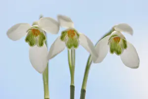 Amaryllidaceae: Group of Common Snowdrops (Galanthus nivalis)