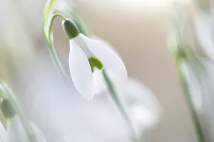 Galanthus: Group of common snowdrops (Galanthus nivalis) in early morning light
