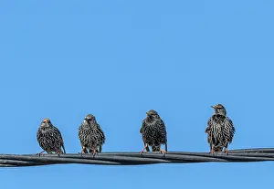 Cable: Group of Common starlings, Sturnus vulgaris, on