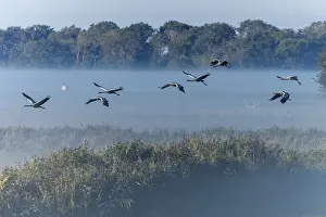 Cranes: Group of cranes flying in the fog over a field landscape