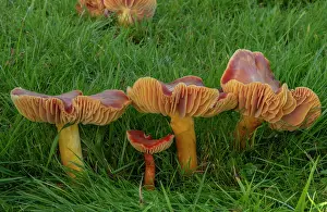 Eukaryotes: Group of Crimson Waxcap, Hygrocybe punicea, fung