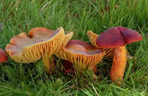 Eukaryotes: Group of Crimson Waxcap, Hygrocybe punicea, fung