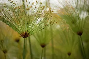 Sedges: Group of Cyperas papyrus