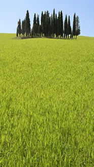 Cupressus: Group of cypresses (Cupressus) in green field, S