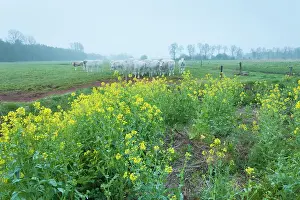Shutter: Group of domestic cows on meadow in early morning