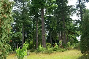 Firs: A group of Douglas Fir in Bedgebury Pinetum, Goudhurst