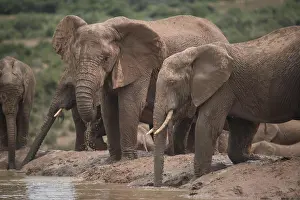Trunked: Group of elephants with cubs in Addo Elephant National
