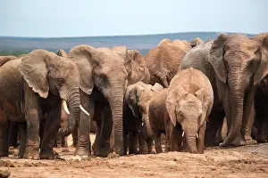 Trunked: Group of elephants with cubs in Addo Elephant National