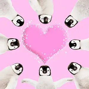 070221: Group of Emperor Penguin chicks around a pink Valentines hea