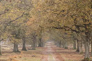 Robur: Group of English Oak (Quercus robur) standing a