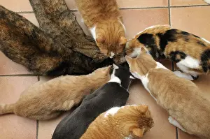 Daily: Group of European cats eating in a mess tin France