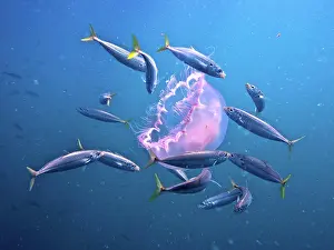 Transparent: A group of fish eating an common jellyfish (Aurelia