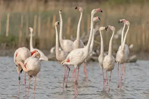 Joyful: A group of flamingos in full courtship display in a wetland habitat on a clear day