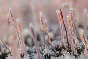 Angel: group of Flowering Hair Moss (Polytrichum pilif