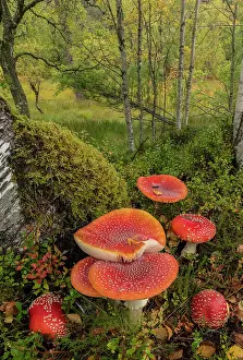 Cluster: Group of Fly agaric, Amanita muscaria, fungi in