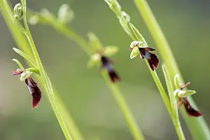 Close Up: A group of fly orchid (Ophrys insectifera) in the morning light, Piedmont, Italy