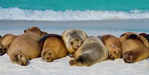 Californianus: Group of Galapagos sea lions (Zalophus wollebaek