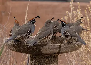Free: Group of Gambel's quail, Callipepla gambelii, dr