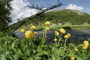D Azur: The group of globeflowers (Trollius europaeus) growing