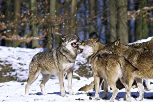 Wolves: Group of Grey Wolf - x three, snarling