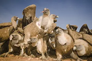 Competition: Group of Griffon Vultures ( Gyps fulvus) feeding