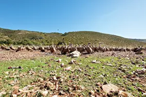 Lleida: Sheep