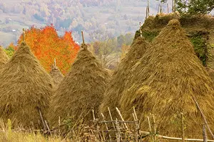 Thatched: Group of hay stooks, with thatched barn and cherry