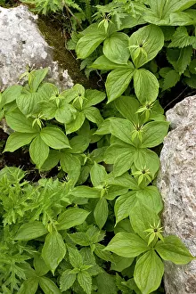 Limestones: Group of Herb Paris - in limestone crevice