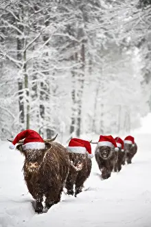040718: Group of Highland Cows walking through the snow