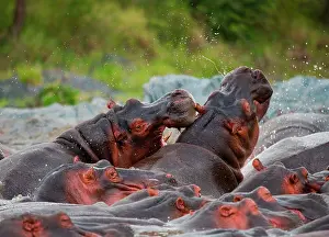Confrontations: Group of hippopotamus (Hippopotamus amphibius) a
