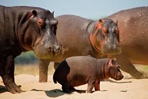 Rive: Group of hippos (Hippopotamus amphibius) are sta