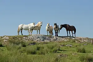 Islay: Group of horses on hill top