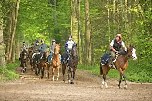 Bridle: Group of horses & riders - on bridle path in woods