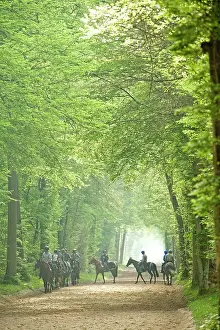 Bridle: Group of horses & riders - on bridle path in woods