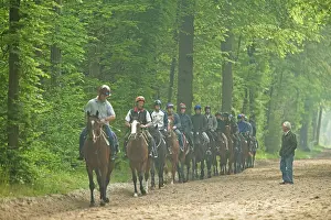 Bridle: Group of horses & riders - on bridle path in woods
