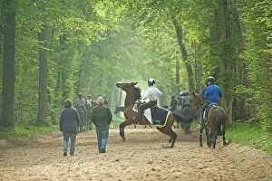 Bridle: Group of horses & riders - on bridle path in woods