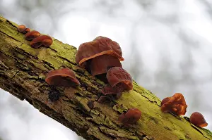 Jelly: group of Jew's ear fungus