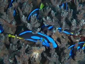 Polyp: A group of juvenile palette surgeonfish (Paracanthurus