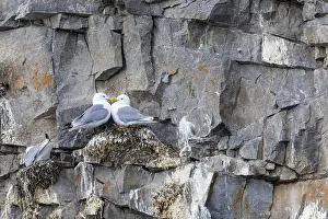 Norwegian: Group of kittiwakes (Rissa tridactyla) in a field wall