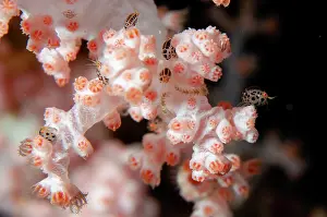 Cyproideidae: Group of Ladybug Amphipods on coral - Emerald dive