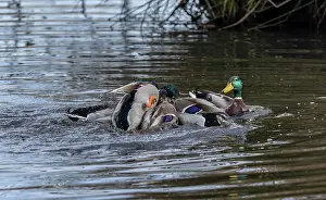 Attacking: Group of male Mallard, Anas platyrhynchos, attem